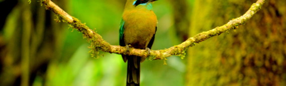 Tropical Ecology Field Study in Costa Rica