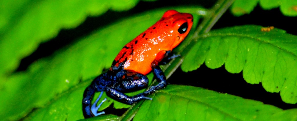 Scholastica Field Studies