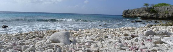Marine Ecology Field Study in Bonaire